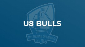 u8 Bulls