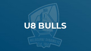 u8 Bulls