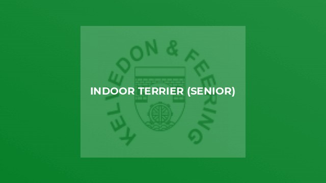 Indoor Terrier (Senior)