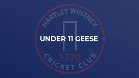 Under 11 Geese