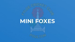 Mini Foxes