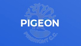 Pigeon