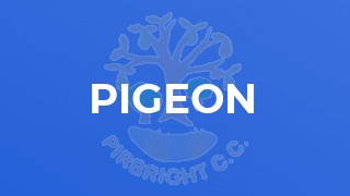 Pigeon