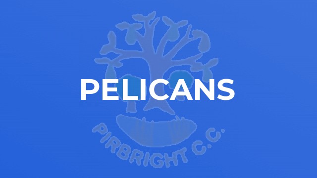 Pelicans