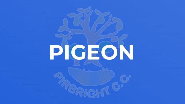 Pigeon