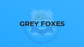 Grey Foxes