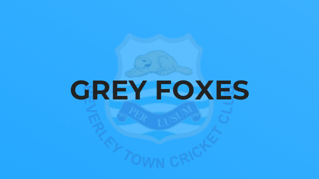 Grey Foxes
