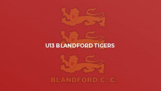 U13 Blandford Tigers