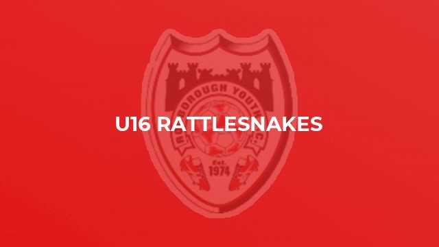 U16 Rattlesnakes