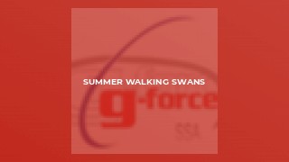 Summer Walking Swans